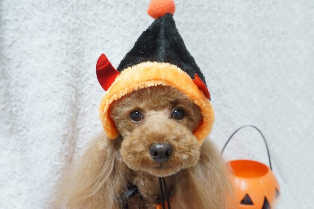 18 10 5 のお友達 トイプードルのこむぎちゃん Dogsalon Sora